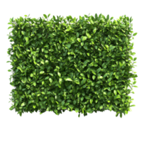 Lush green trimmed bush hedge providing privacy in a serene outdoor setting, green trimmed bush hedge fencing, file of isolated object with shadow on transparent background png