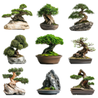 Bonsai trees arranged in decorative pots on a transparent background showcasing intricate artistry, Bonsai Trees in Pots on transparent background png