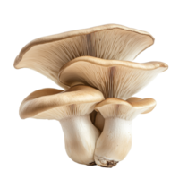 King oyster mushroom Pleurotus eryngii isolated on a transparent background showcasing its unique shape and texture, King oyster mushroom Pleurotus eryngii isolated on transparent background png