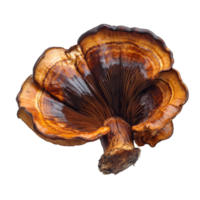 Isolated lingzhi mushroom showcasing rich colors and intricate texture against a clean transparent background, Lingzhi Mushroom isolated on transparent background png