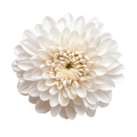 Elegant transparent chrysanthemum flower isolated on a bright background showcasing delicate petals and intricate textures, chrysanthemum flower on transparent background png