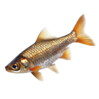 A vibrant bar fish isolated on a clean transparent background showcasing detail and coloration, Bar Fish Isolated on transparent background png