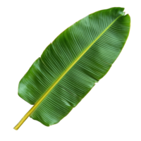 Isolated banana leaf on a transparent background showcasing its vibrant green color and distinctive shape, Banana Leaf isolated on transparent background png