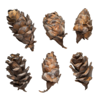 Dried coniferous pine cones arranged artistically on a plain transparent background for decorative or artistic purposes, dried pine cones coniferous on transparent backgroundfile png