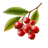 Fresh waxberry branch with vibrant red fruits and green leaves isolated on a transparent background for culinary uses, waxberry isolated on transperent png