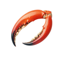 A vibrant crab claw set against a transparent background revealing intricate textures and natural colors, a red crab top view isolated on transparent background png