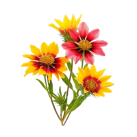 Colorful gaillardia flowers arranged on a flat transparent background showcasing natures vibrant beauty, gaillardia flowers, flat, isolated transparent background png