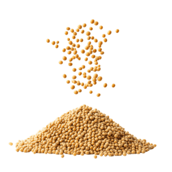 semi di soia caduta drammaticamente su un' mucchio di semi di soia contro un' trasparente sfondo, soia caduta su mucchio di semi di soia isolato su trasparente sfondo png