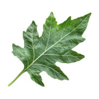 Isolated tomato leaf on a transparent background showcasing its vibrant green color and intricate leaf structure, Tomato leaf isolated on transparent background png