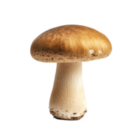 Isolated straw mushroom positioned against a clean transparent background highlighting its unique features and textures, straw mushroom isolated on transparent background png