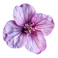 Top view of a vibrant single tree mallow flower showcasing delicate petals and intricate details, various Single tree mallow flower top view and with isolated on transparent background png