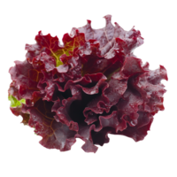 Fresh red lettuce showcasing rich color and crisp texture against a clean transparent background, Fresh red lettuce on transparent background png