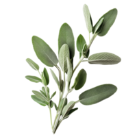 Fresh sage plant leaves arranged on a clean transparent background, highlighting their vibrant green color and texture, Sage plant on transparent background png