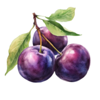 Watercolor drawing of fresh plums with green leaves on a transparent background, plums in drawing isolated on transparent background png