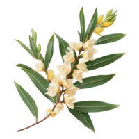 Eurycoma longifolia plant with leaves and flowers displayed on a transparent background, eurycoma longifolia on transparent background png