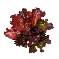 Fresh red oak leaf lettuce displayed against a clean transparent background for culinary inspiration and healthy eating, red oak leaf lettuce on transparent background png