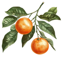 Mandarin oranges on a branch with leaves displayed against a clean transparent background highlighting their natural beauty, Mandarin iolated on transparent background png