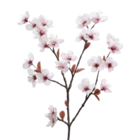 Spring elegance captured in a cherry blossom branch isolated on a clean transparent background, Spring Elegance Cherry Blossom Branch isolated on transparent background png