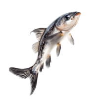 Dynamic fish in midleap against a pure transparent background showcasing its graceful movement and distinct features, Dynamic Fish in MidLeap isolated on transparent background png