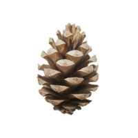 Detailed view of a pine cone resting on a smooth transparent background, showcasing its natural textures and shapes, Pine cone on transparent background png