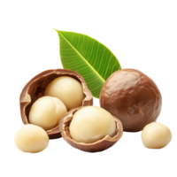 Fresh macadamia nuts with green leaf arranged artfully on a crisp transparent background, macadamia nuts with leaf isolated on transparent background png