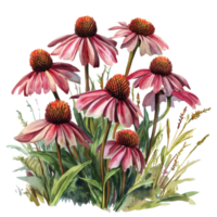 Beautiful coneflower arrangement with vibrant pink petals set against a clean transparent background showcasing natural elegance, coneflowers flowers isolated transparent background png