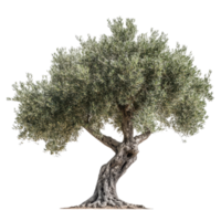 Isolated olive tree with twisted trunk on a bright transparent background showcasing its unique shape and leaves, Olive tree isolated on transparent background png