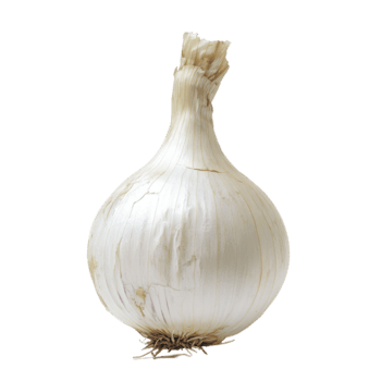 Fresh transparent onion resting on a clean transparent background, showcasing its smooth surface and natural texture, transparent onion on transparent background png
