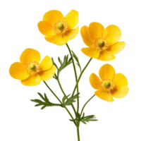 Delicate buttercup flowers in vibrant yellow hues set against a pure transparent background for a fresh, springtime feel, Buttercup flowers isolated on transparent background png