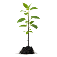 A young tree sapling with healthy roots growing in nutrientrich soil, ready for planting in a garden, Tree sapling or seedling with visible root against on transparent backgroundfile png