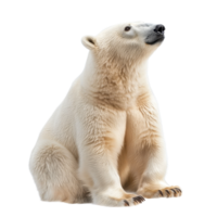 A majestic polar bear rests against a transparent backdrop, showcasing its beauty and fur texture, Polar bear isolated on transparent background png