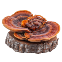 Reishi mushroom Ganoderma lucidum isolated on a transparent background showcasing its vibrant color and unique shape, reishi mushroomGanoderma lucidum isolated on transparent background png