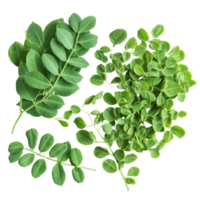 Fresh moringa leaves freshly harvested on a clean transparent background showcasing their vibrant green color and texture, moringa on transparent background png