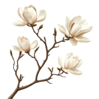 Delicate branch of transparent magnolia flowers captured on a clean transparent background, branch of magnolia flowersfile of isolated object on transparent background png