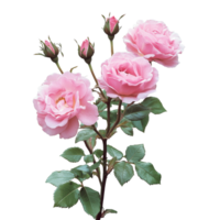 Beautiful pink rose bush showcasing delicate blooms and buds against a transparent background, a pink rose bushfile of isolated object on transparent background png