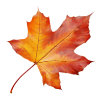 Single vibrant fall leaf isolated on a transparent background showcasing autumn colors, single fall leaves isolated on transparent background cutout png