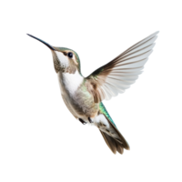 A hummingbird in midflight against a transparent background showcasing its vibrant colors , Hummingbird flying in transparent background, front view macro isolated on solid transparent background png