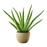 Curved aloe vera plant in a beige pot against a bright, neutral background, showcasing its unique form and texture, Interesting curve aloe vera plant isolated png