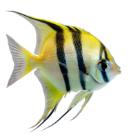 Vibrant angelfish isolated on a transparent background showcasing striking colors and patterns, Angelfish Isolated on transparent background png