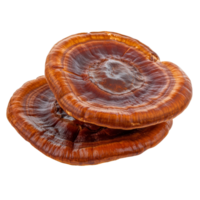Lingzhi mushroom Ganoderma lucidum isolated on a transparent background showcasing its vibrant colors and unique shape, Lingzhi Mushroom Ganoderma Lucidum isolated on transparent background png