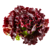 Fresh red lettuce isolated on a transparent background showcasing its vibrant color and crisp texture, red lettuce vegetable isolated on transparent background png