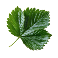 Fresh strawberry leaf isolated on transparent background showcasing vibrant green color and intricate leaf texture, fresh strawberry leaf isolated on transparent background png