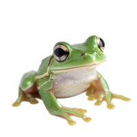 A cute green frog with large eyes sits on a clean transparent background, showcasing its vibrant color and enchanting features, Cute Green Frog Sitting on transparent background png