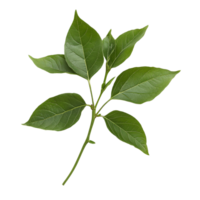 Piper sarmentosum leaves isolated on a transparent background for botanical and culinary exploration, Piper sarmentosum isolated on transparent background png
