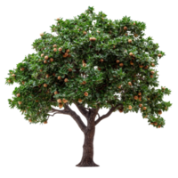 Soap nut tree with rich foliage and fruit highlighting its natural beauty, isolated on a bright transparent background, Soap nut tree isolated on transparent background png