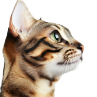 A closeup view of a bengal cats profile on a transparent background highlighting its unique features and striking green eyes, Close up bengal cat isolated on transparent background png
