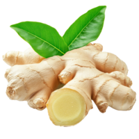 Fresh ginger root with green leaves isolated on a transparent background for culinary and health applications, Ginger fresh with leaves Isolated on transparent backgroundd png