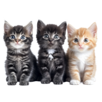 Three adorable kittens pose together against a clean transparent background showcasing their playful personalities, kittens on transparent background png