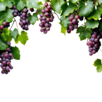 Fresh grapes hanging from a vine with lush green leaves offering a natural frame for empty space, grapes branch and leaves hanging top with copy space transparent background png
