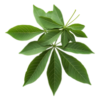 Fresh cassava leaves displayed against a transparent background with a hint of color adding vibrant contrast, Cassava leaves transparent background png